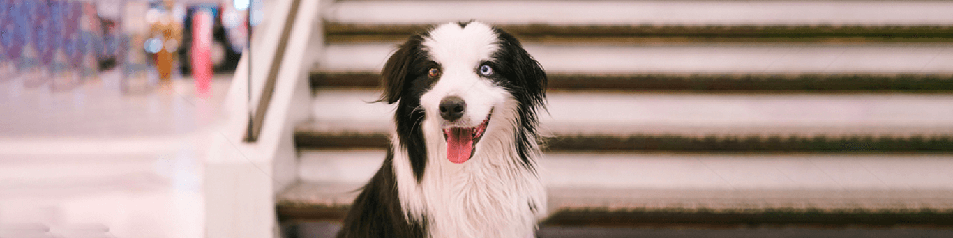 cachorro com heterocromia 
